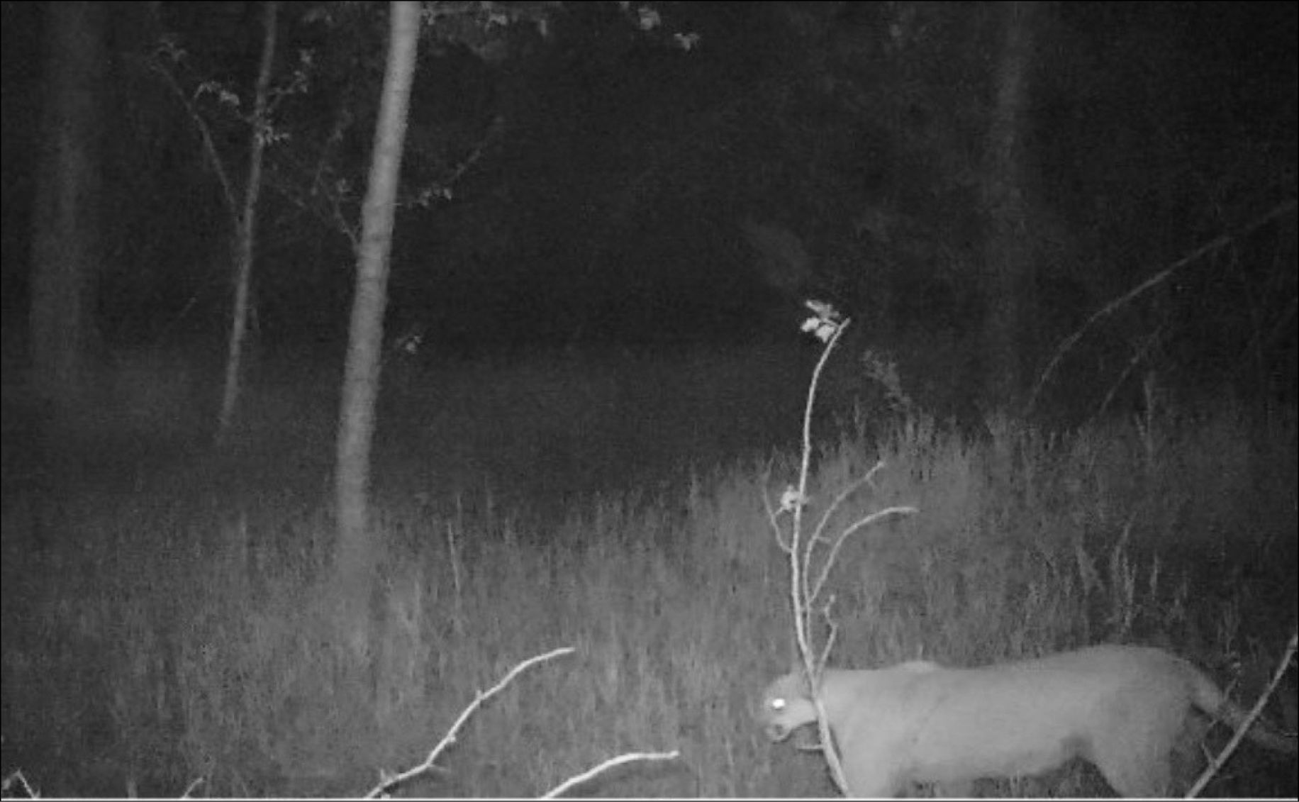 19-07-10 Mountain Lion-3@ W.jpg